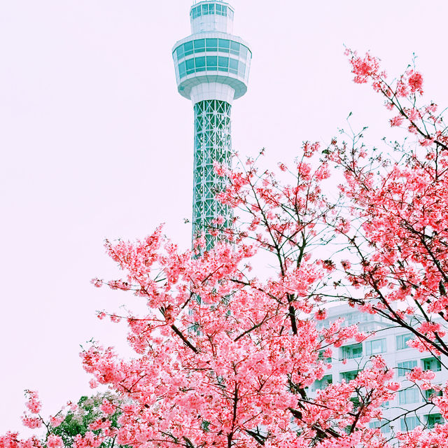 📸✨春の山下公園で横浜マリンタワーと桜、ホテルニューグランドと桜を一緒に撮影できる場所とコツ