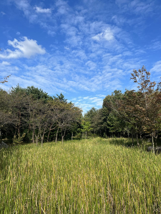 대전에서 사계절을 느끼는 힐링 스팟 🌳 한밭수목원