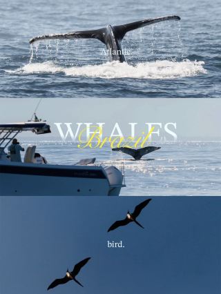聖保羅賞鯨指南🐳
