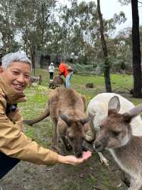 澳洲阿得雷德、墨爾本+新加坡親子遊
