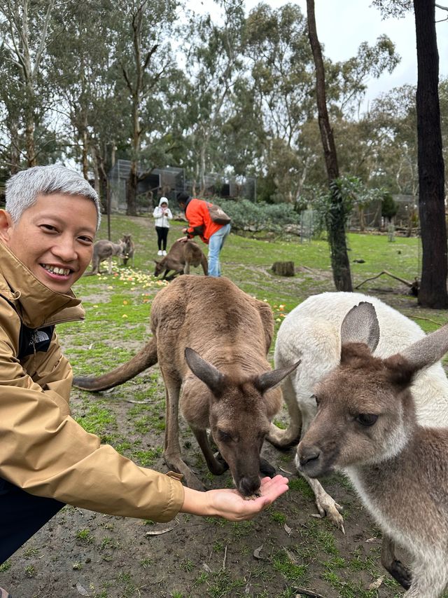 澳洲阿得雷德、墨爾本+新加坡親子遊