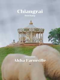 Akha Farmville ฟาร์มแกะบนดอยช้าง