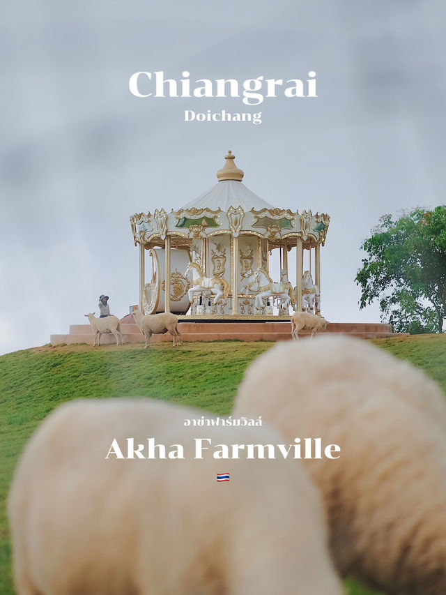 Akha Farmville ฟาร์มแกะบนดอยช้าง