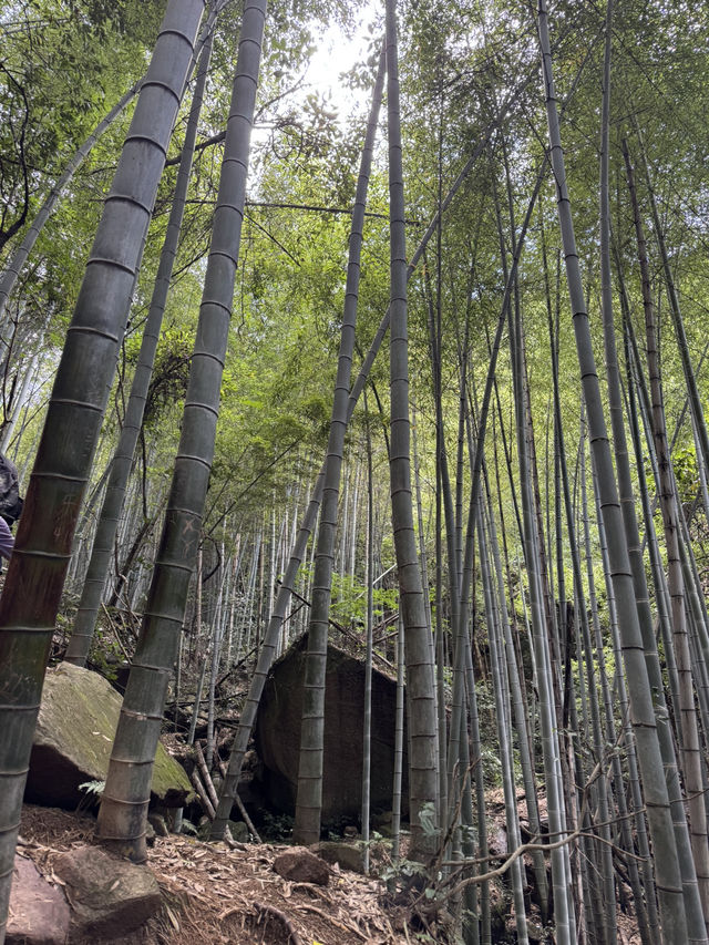 Trekking in beautiful Moganshan mountain 莫干山