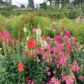 Phoenix Park – Dublin, Ireland