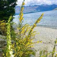 Ripples & Reflections: Sunshine Bay Serenity 