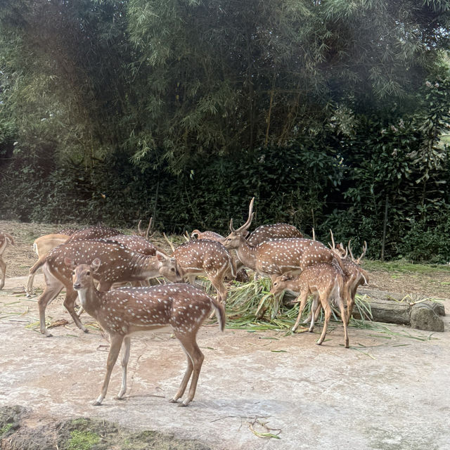 🦒🚙 Drive-Thru Safari Experience You’ll Never Forget - Safari Bogor 🇮🇩