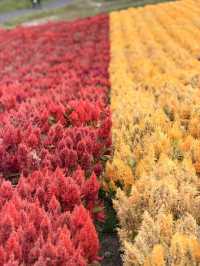 【北海道】美瑛で四季折々の花畑を満喫🌼🌿