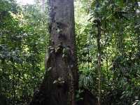 Danum Valley Conservation Area - Malaysia 