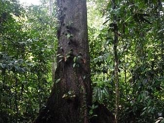Danum Valley Conservation Area - Malaysia 