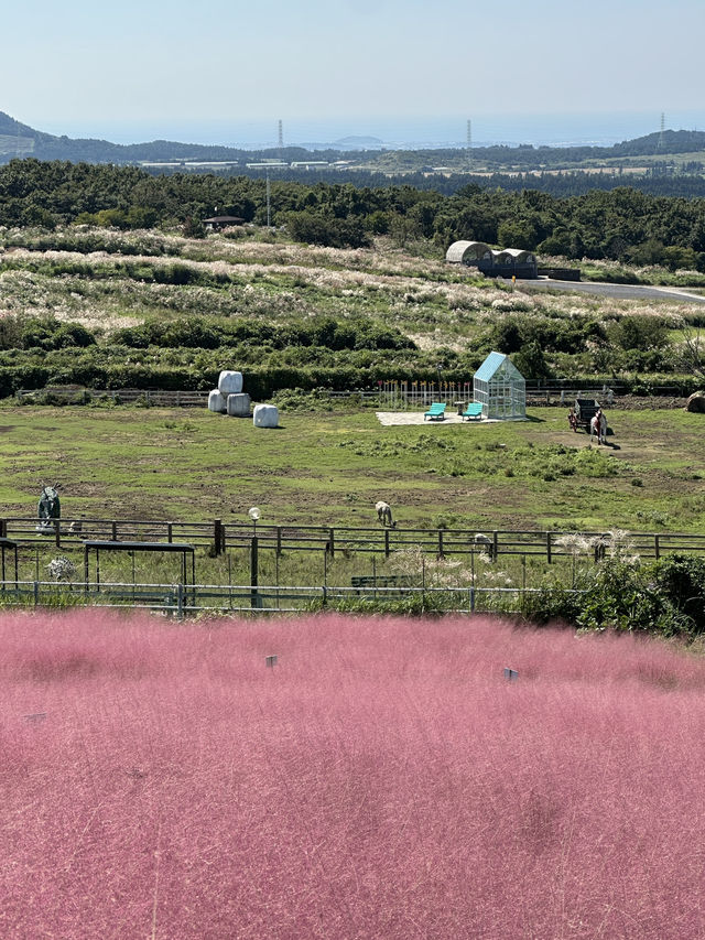 실시간 제주 핑크뮬리는 여기에서