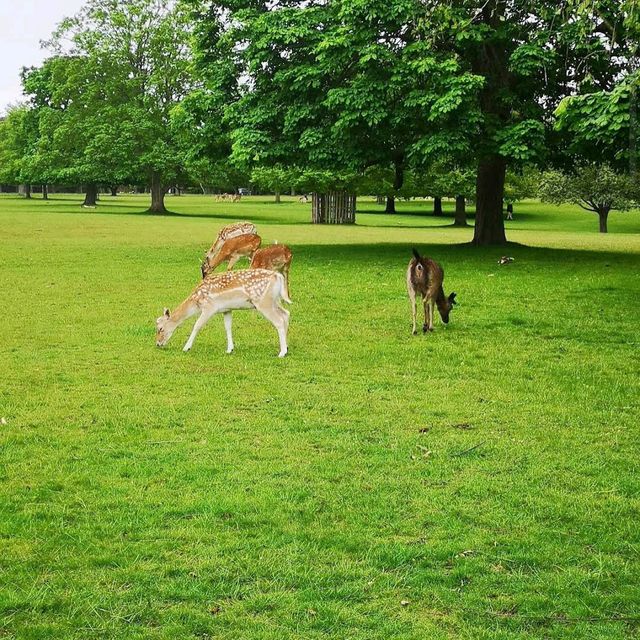 Richmond Park Richmond Park