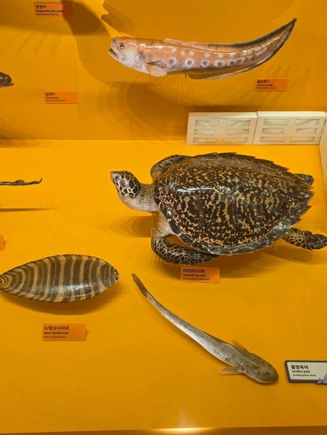 바다 속 생명과의 만남, 해양생물 전시