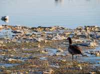 Озеро Моно: вода, которая не уходит
