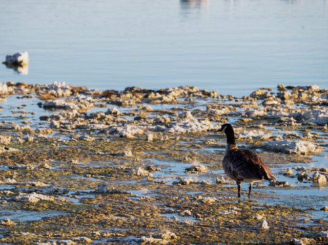 Озеро Моно: вода, которая не уходит