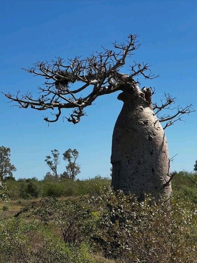 Walking Among Giants at the Avenue of the Baobabs