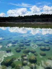 Lake Clifton Thrombolites: Earth's Ancient Life Forms