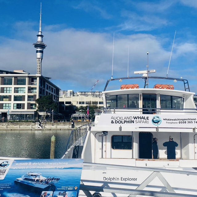 【ニュージーランド】北島3泊5日モデルプラン🇳🇿