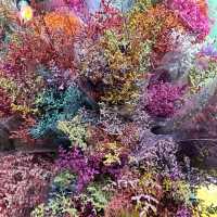 영원한 봄의 도시, 꽃이 지지않는 쿤밍