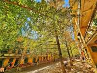 蹒跚小旅人:在南雄的鎏金童话里,接住整个秋天