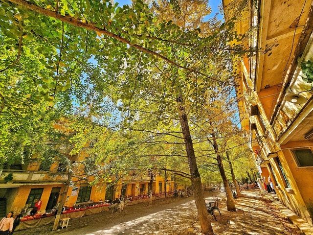 蹒跚小旅人:在南雄的鎏金童话里,接住整个秋天 蹒跚小旅人:在南雄的鎏金童话里,接住整个秋天