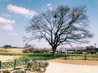 韓國🇰🇷 瞻星台