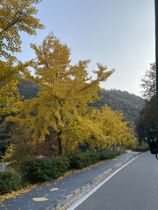 不用飛韓國及日本,在中國廣東也可看到超美的銀杏🤩🤩 不用飛韓國及日本,在中國廣東也可看到超美的銀杏🤩🤩