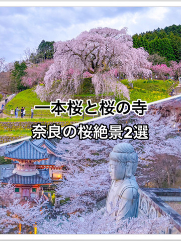 桜と寺　F6 W32センチ×H 41センチ 1mi0i224x98lx9bfx9599_Q90.jpg?