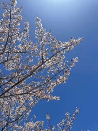 桜と山の絶景？私の琵琶湖（。
