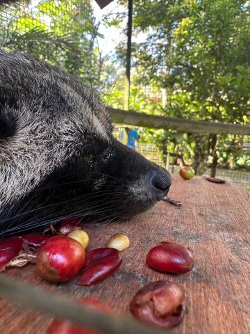 バリウインドサトヤのジャコウ猫コーヒー バリ島】超貴重！世界的に有名なジャコウ猫コーヒー農園へ☕️ | Trip