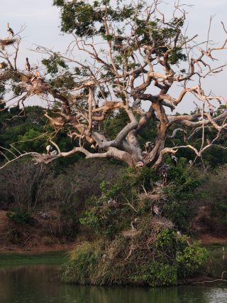 Sri Lanka Wonders