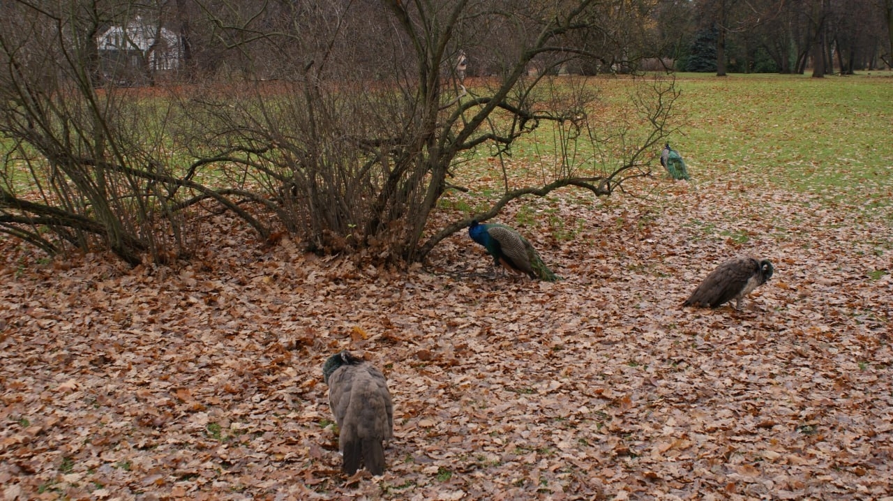 Warsaw’s Park That Changes Completely in Autumn