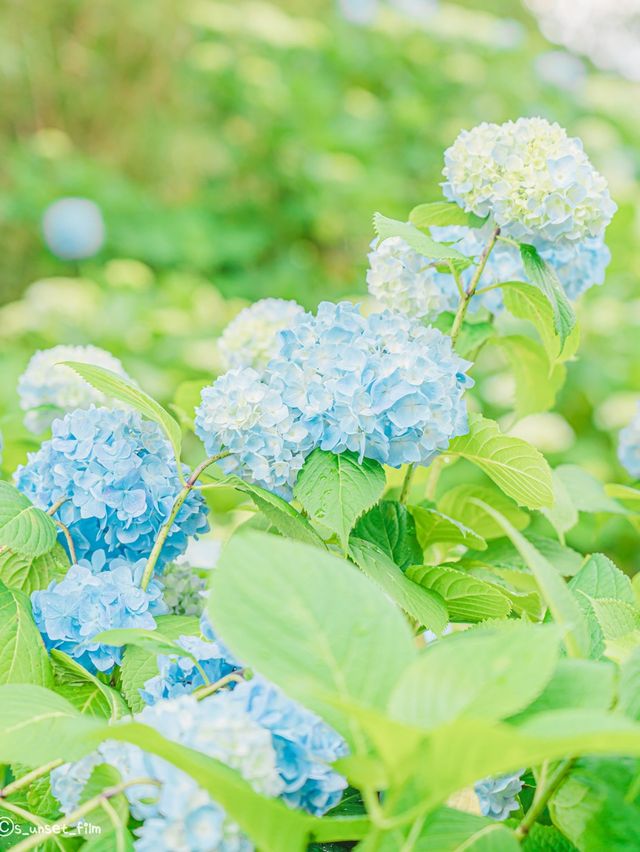 🪻여름 계절의 아름다운 수국밭 [휴애리 자연생활공원]🌿