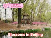 👀See Blossoms🌸 at Beijing Yuanmingyuan Park