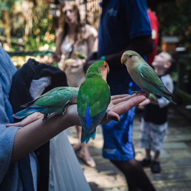 Birdwatching @ Dolphin Cove Ocho Rios