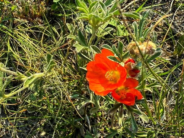 🏜️ Toadstool Geologic Park – Nebraska’s Hidden “Badlands” Wonderland 🏜️ Toadstool Geologic Park – Nebraska’s Hidden “Badlands” Wonderland