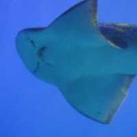 🌊屏東海生館:海洋生物的展示與教育中心🐠