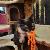 英國人氣貓Cafe~ Kitty Cafe