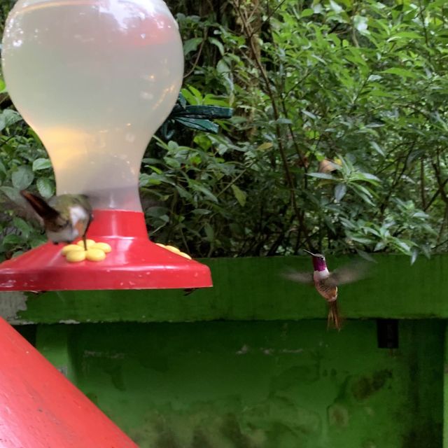 Visit Hummingbird gardens Costa Rica 
