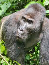 Gorillas Trekking in East Africa