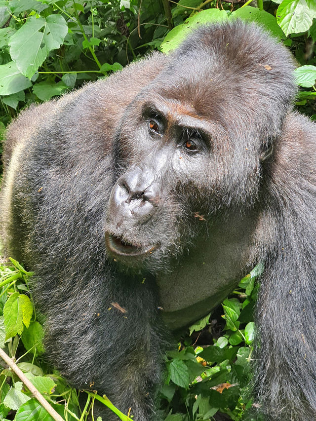 Gorillas Trekking in East Africa