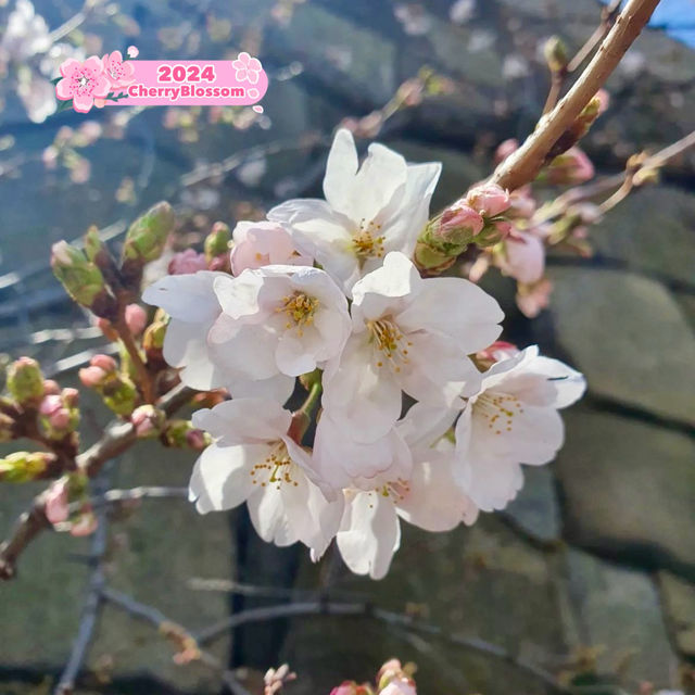 🌸 Cherry blossom in Osaka castle 🌸