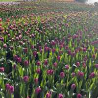 Keukenhof at Amsterdam💐 