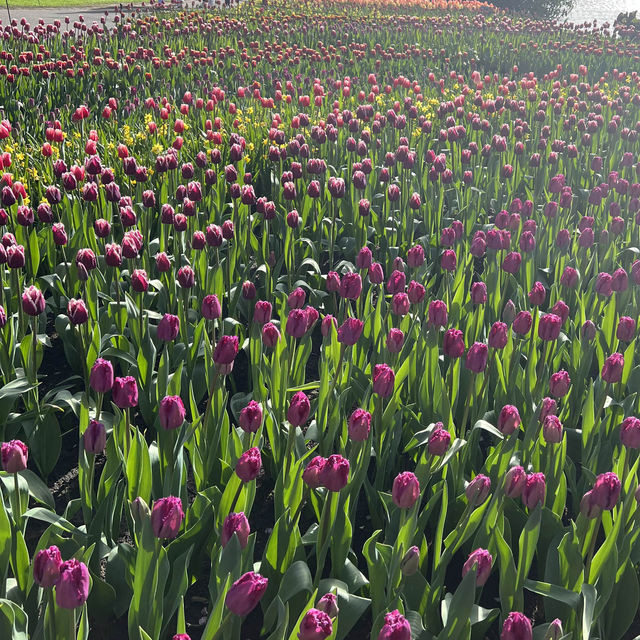 Keukenhof at Amsterdam💐 