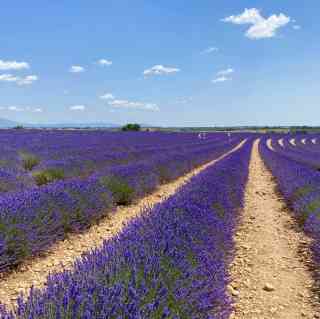 エクサン・プロバンスのおすすめラベンダー鑑賞2025年（10月更新