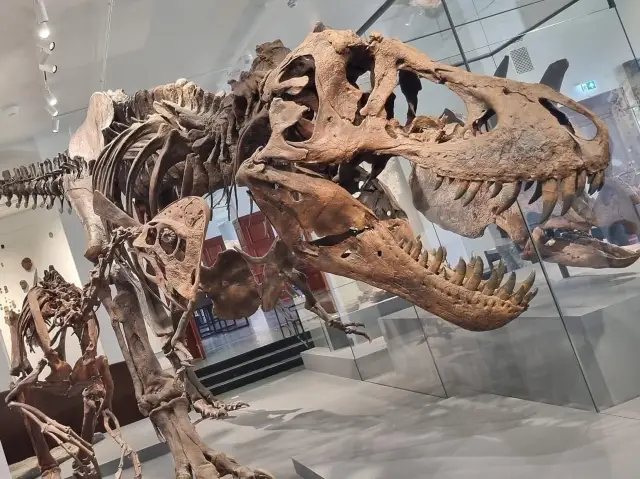 Naturhistorisk museum 🇳🇴
