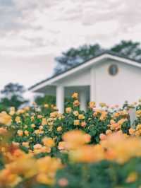 Royal Rose Garden