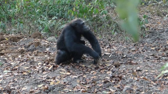 3-Day Chimpanzees and Gorilla Tours