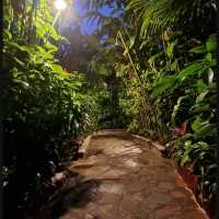 Springs in the jungle 
