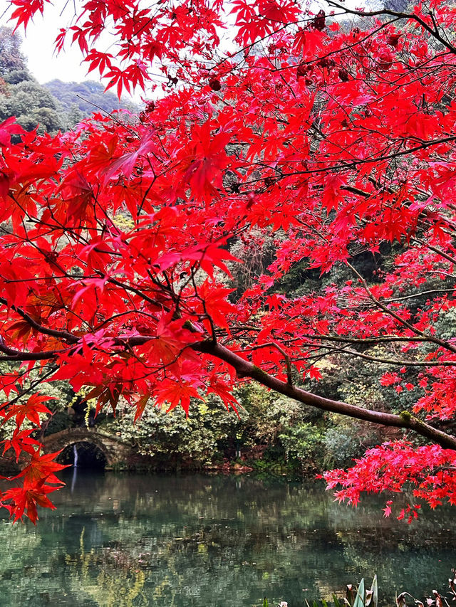 🍁 Red Leaves & Romance in Longjing Village, Hangzhou 🍂